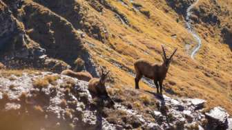 Ibex, hiking trail, blue sky, mountains, Weisstannen, autumn time, kurt walser, ibex, Swiss Ranger, view, Heidiland
