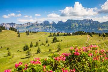 Lush summer meadow on the Flumserberg