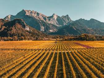 Gold-colored vines in the Bündner Herrschaft. The striking peak of the Falknis can be seen in the background.