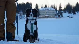 Winter, snow, Seebenalp, Flumserberg, dog, winter hiking