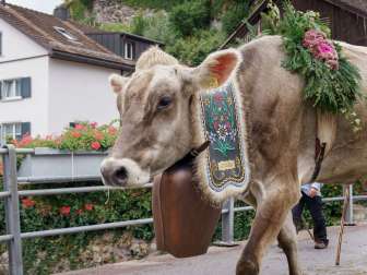 Alpine cattle drive, cows, Mels