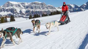 dogs, husky, husky tours, dog sledding