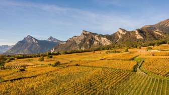 Vineyard, dominion, wine, villages, mountains, Falknis, village, Graubünden, Bündner Herrschaft, view
