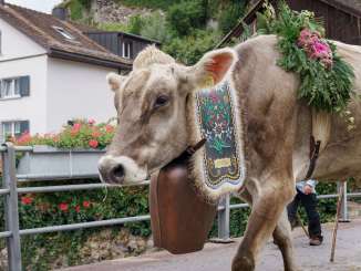 Alpine cattle drive, cows, Mels