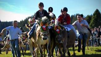 Cow racing on the Flumserberg