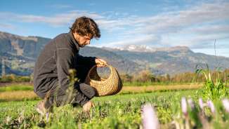 Fläsch, flower, Bündner Herrschaft, plant
