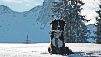 Winter, snow, Seebenalp, Flumserberg, dog, winter hiking