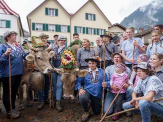 Alpine cattle drive, cows, Mels