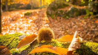 Chestnut trail, chestnuts, golden fall, forest, Murg valley, walk, chestnuts, Murg, leaves