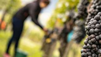 Vineyard, Vineyards, Graubünden, Bündner Herrschaft, Maienfeld, Grapes