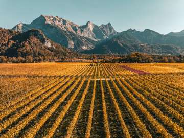 Gold-colored vines in the Bündner Herrschaft. The striking peak of the Falknis can be seen in the background.