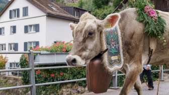 Alpine cattle drive, cows, Mels