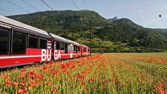 A red train on the Rhaetian Railway passes a field of poppies in bloom