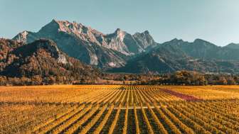 Gold-colored vines in the Bündner Herrschaft. The striking peak of the Falknis can be seen in the background.