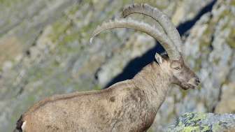 Ibex, Calfeisen valley, Animals, Mountain experiences summer