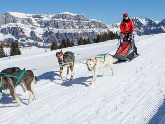 dogs, husky, husky tours, dog sledding