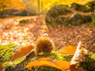 Chestnut trail, chestnuts, golden fall, forest, Murg valley, walk, chestnuts, Murg, leaves