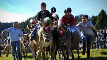 Cow racing on the Flumserberg