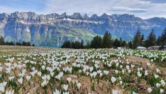 Mountain spring, mountain flowers