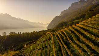 Vineyard, Walenstadt, Golden Autumn, Walensee, mountains, Walendstadt, vines, St.Gallen wine
