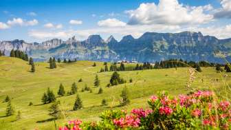 Lush summer meadow on the Flumserberg