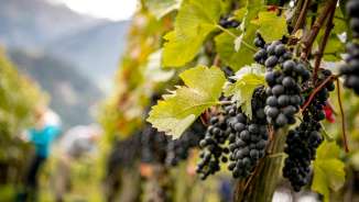 Vines with ripe grapes, photographed during the grape harvest in the Bündner Herrschaft region