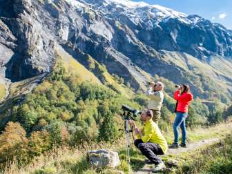 Batöni, stone deer, silver fir, wildlife watching, wildlife, wildlife tours, wildlife tours